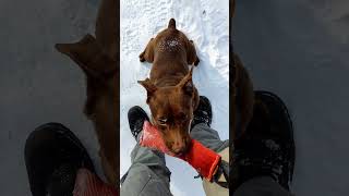 Послушка С Мойрой. Levkovichs Moira, Patterdale Terrier.