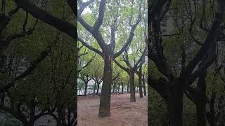 Alameda en Pontevedra, Galicia, España #shorts #ciudad #pontevedra