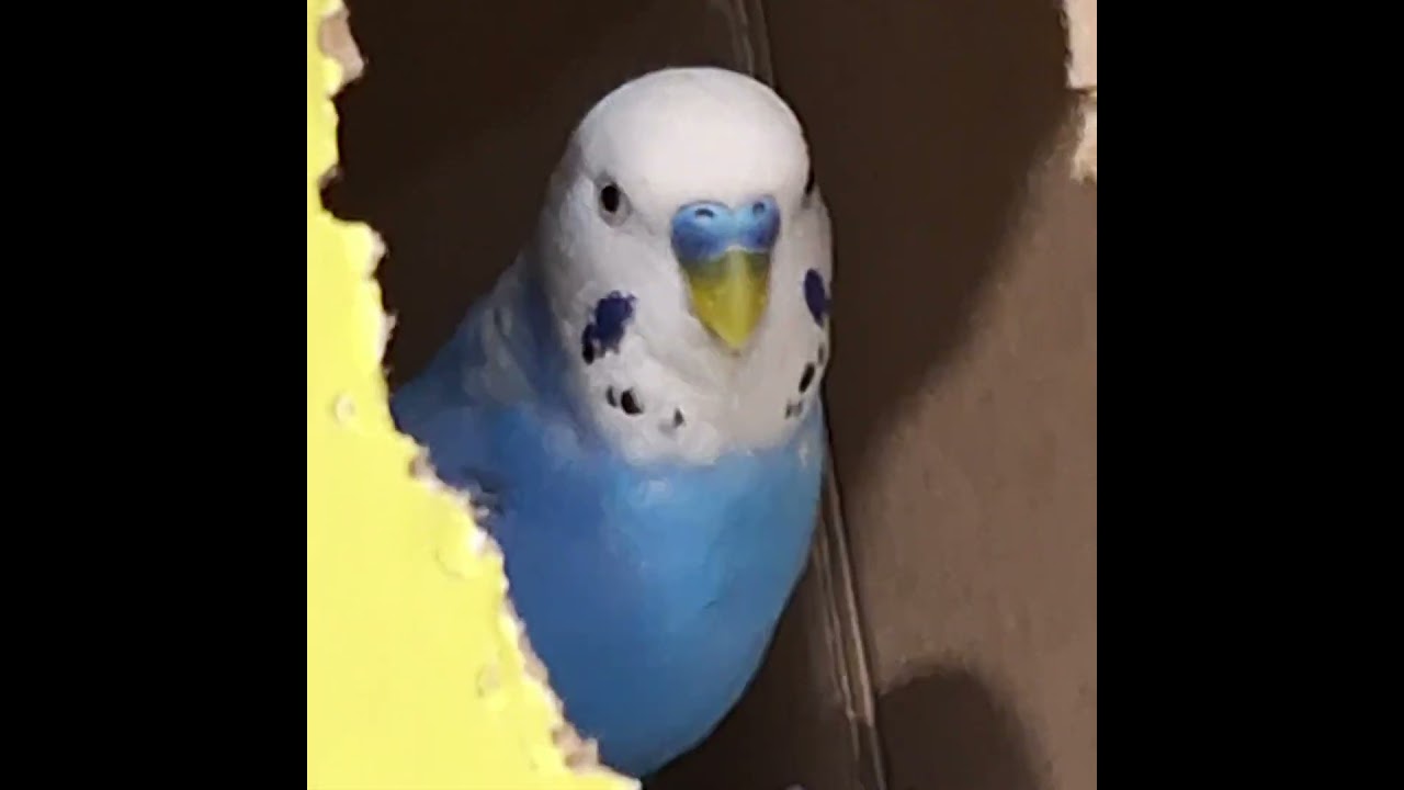 У Кузьминичны группа поддержки- Тоша!Kuzminichna has a support group - Tosha! 💕