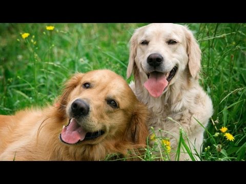 Video: Progresión del insulinoma en perros