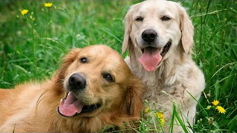 ¿Qué razas de perro son propensas a los mastocitomas?