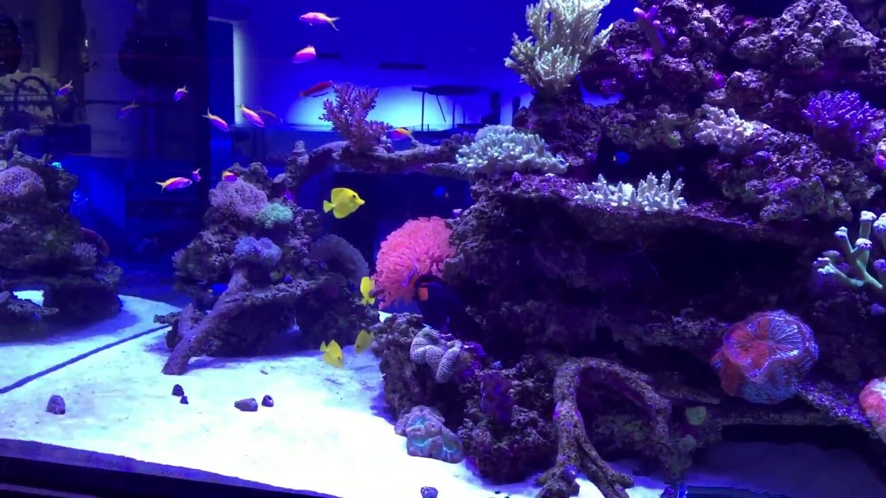 Achilles Tang & Powder Blue Tang in OCR's 3000ltr display YouTube