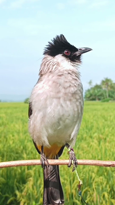 Suara Burung Kutilang Memanggil Lawan 100᜵% Auto Nyaut
