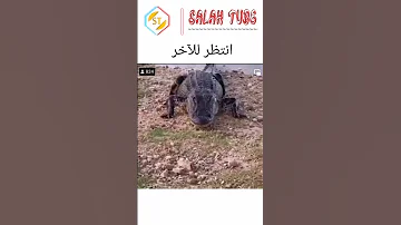 بيدور عليا 