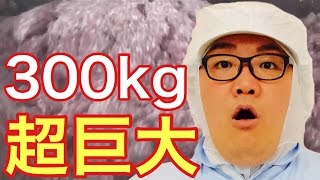 ハンバーグのバケモノ発見！！！【デニーズ夏のハンバーグフェア】