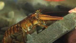 Le Homard Damérique