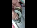 25 Jahre alter Ölfilter CRF450R eine der ersten 200 produzierten keine-6-Monate-benutz tuned WM TOP