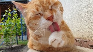 Cat Cleaning Itself (Close Up)