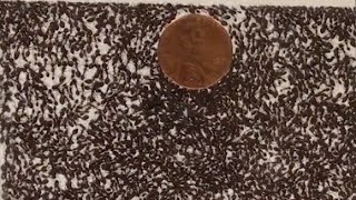 David Hu Ants Are Solid-Like And Liquid-Like