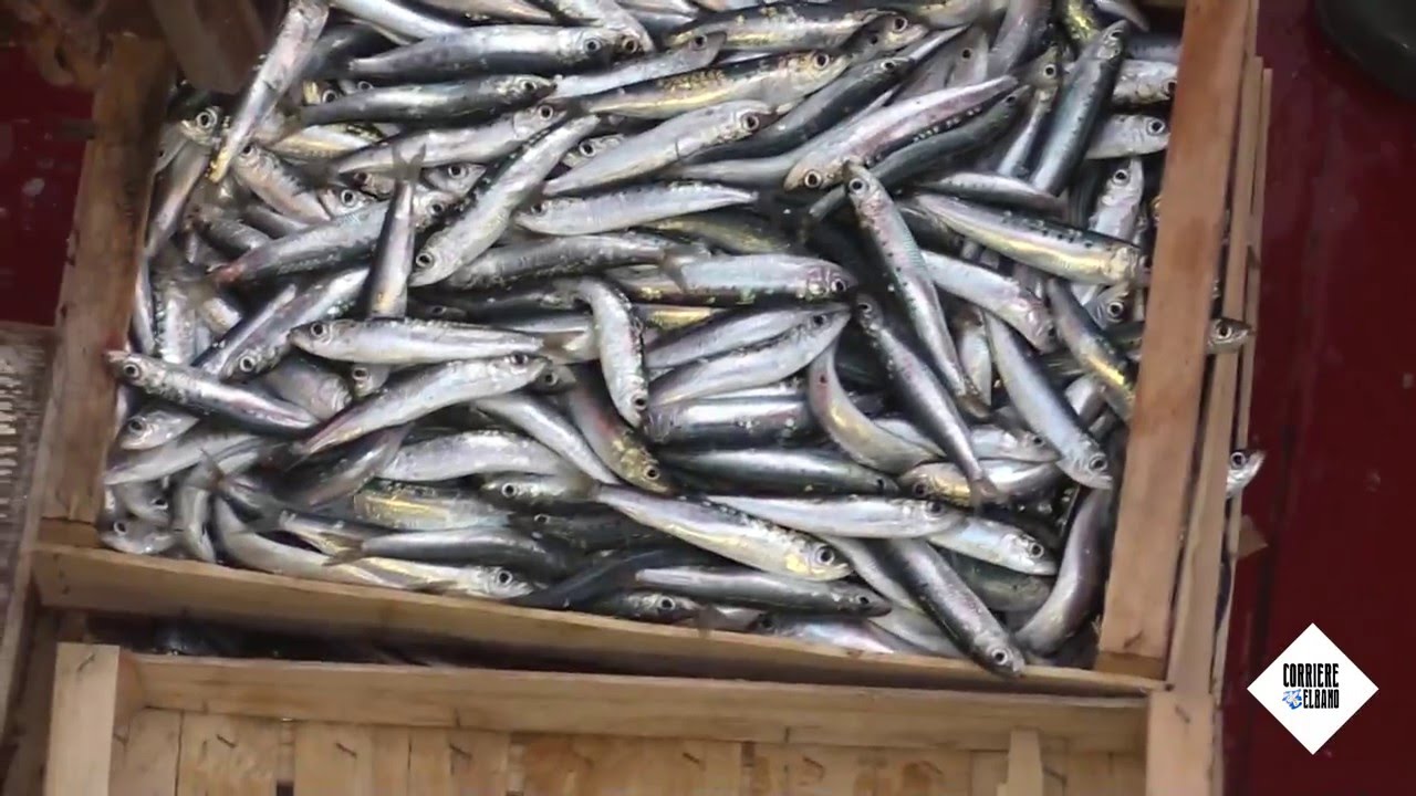 Una notte con i pescatori del Padre Pio II