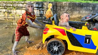 Baby Monkey Bim Bim Drives Car That Gets Bogged And Swims With A Duck Baby In A Swimming Pool