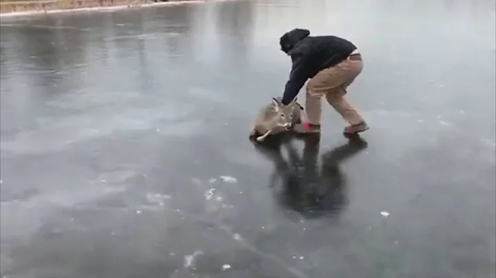 Deer Stuck On Ice!! Two Good Samaritans Help Rescue To Safety