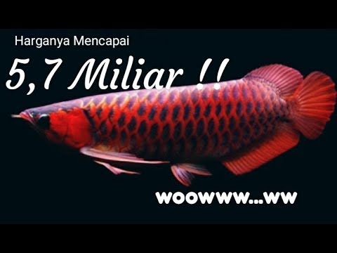 10 Jenis  Ikan Arwana  Tercantik dan Termahal di Dunia Top 