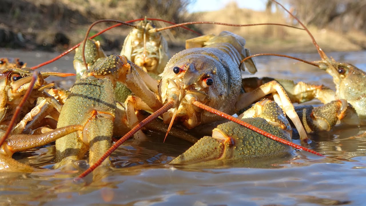 ГИГАНТЫ РАКИ - ЛОБСТЕРЫ. ЛОВЛЯ РАКОВ С НОЧЁВКОЙ на РАКОЛОВКИ. Осенняя рыбалка на окуня и густеру.
