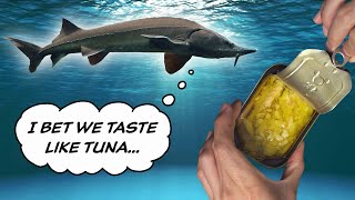 Let's Try Tinned Sturgeon (EXPENSIVE FISH) | Canned Fish Files Ep. 97