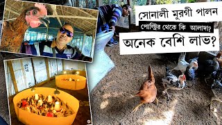 সোনালী মুরগী VS. পোলট্রী মুরগী | Sonali Poultry Farming | জেনে নিলাম সব খুঁটিনাটি তথ্য