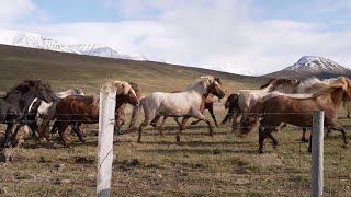 BBC Travel Show  The Coldest Cowboys