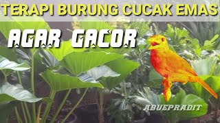 TERAPI BURUNG CUCAK EMAS AGAR BUNYI - Masteran burung cucak emas papua