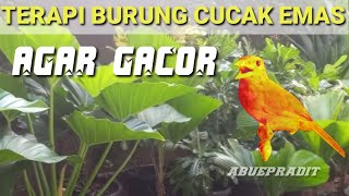 TERAPI BURUNG CUCAK EMAS PAPUA /CUCAK ROTAN PAPUA AGAR GACOR