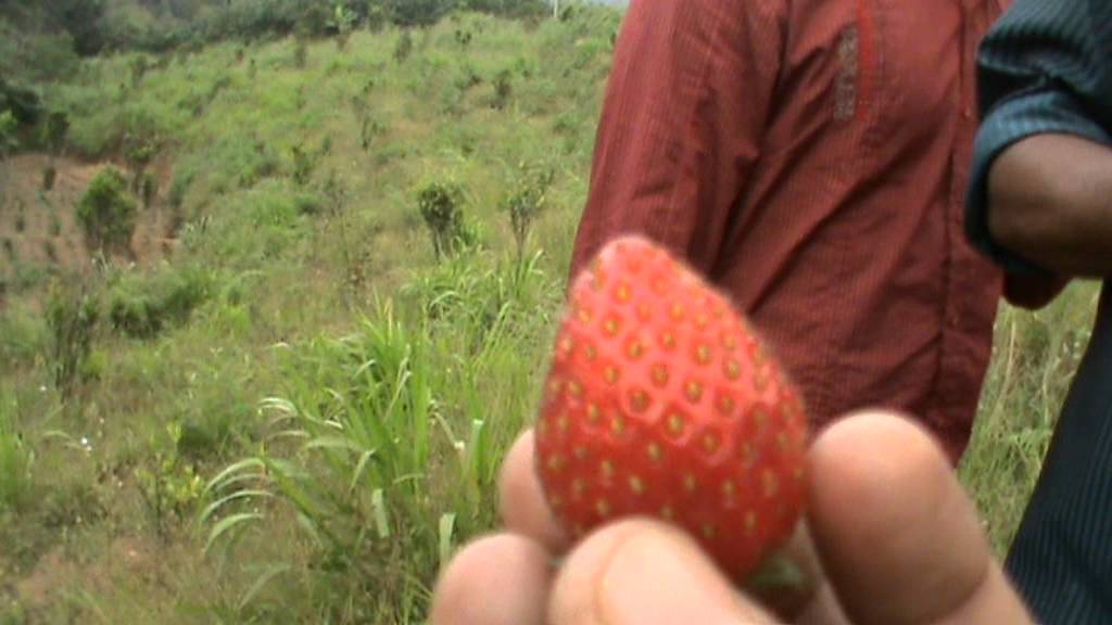 Marayoor kanthalloor strawberry YouTube