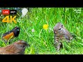  247 live cat tv for cats to watch  lovely squirrels birds 4k