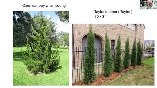 Native Trees and Shrubs for North Dakota - Spring Fever Garden Forums