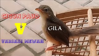 CIBLEK GUNUNG GACOR NGEBREN PAUD MELENGKING RAPAT 5 VARIASI LAGU MASTERAN UNIK TOP