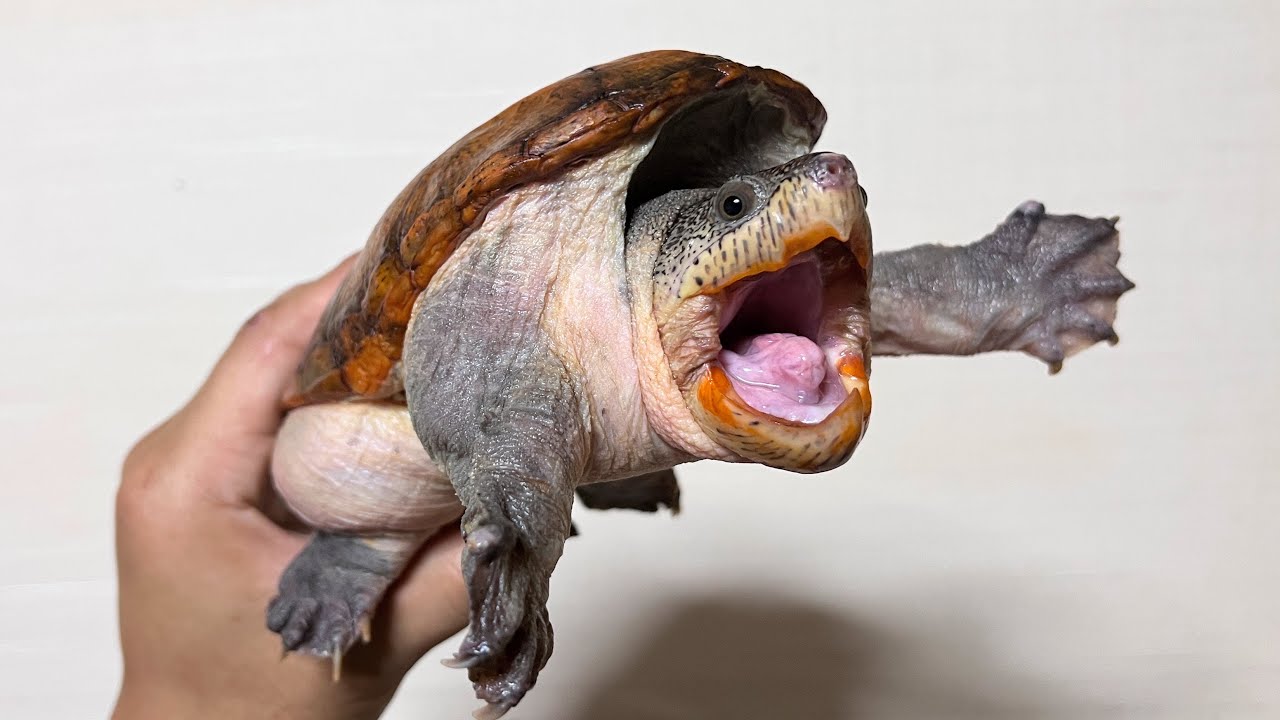 I started to keep a great turtle - YouTube
