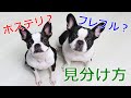 【解説】フレンチブルドッグとボストンテリアの違い♪見分けられるようになります！