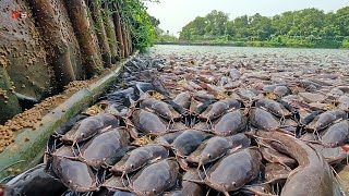 Download Lagu KEEDANAN MAKAN!! Bagaimana Miliaran Ikan Lele Liar Dinaikkan Diveri Pakan Pellet!! MP3