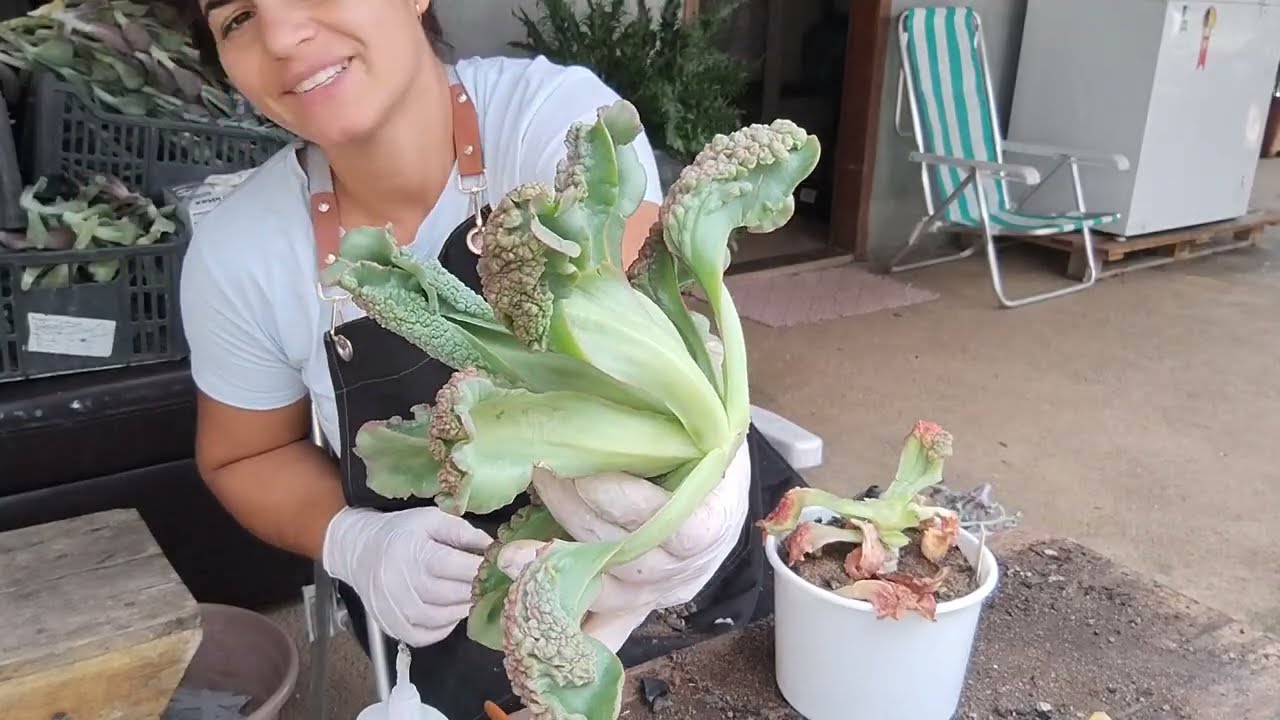 Parte 6 podas das gibifloras e suas identificações