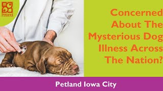 Concerned of The Nationwide Mysterious Dog Illness?