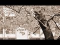 SAKURA - いきものがかり（フル）