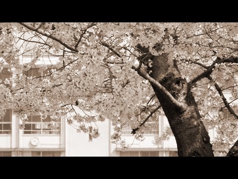 いきものがかり Sakura 歌詞 動画視聴 歌ネット いきものがかり Sakura 歌詞 動画視聴 歌ネット