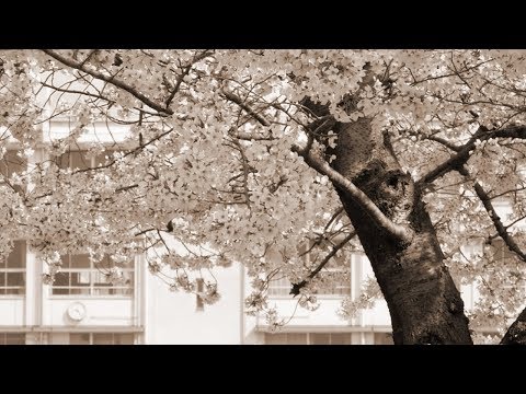 SAKURA - いきものがかり（フル）