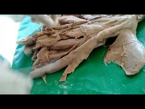 MEDICINA VETERINÁRIA - ANATOMIA - MIOLOGIA - MEMBRO PÉLVICO CANINO freebirds