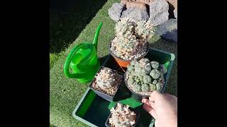 Lophophora williamsii, Peyote richtig wässern bzw. gießen. 08/23 von Alex Neusius.