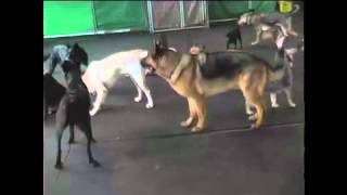 Alpha Dog