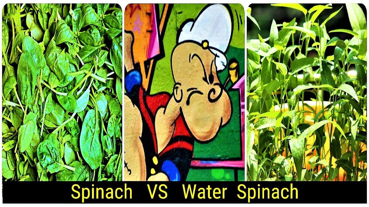 Spinach VS Water Spinach Spinach VS Kangkong YouTube