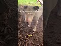 Naughty #bull terrier ignoring his mom to address the rake that is minding its own rake business