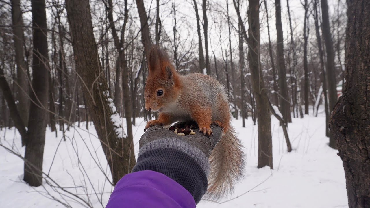 С белочкой Очаровашкой морозным днём