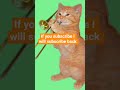 sub for sub 🐈😺