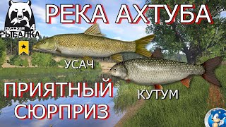 :      +    4 (4)