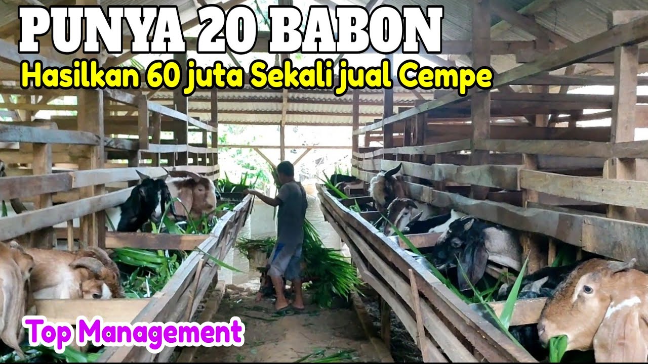 HASILKAN 60 JUTA DARI 20 BABON