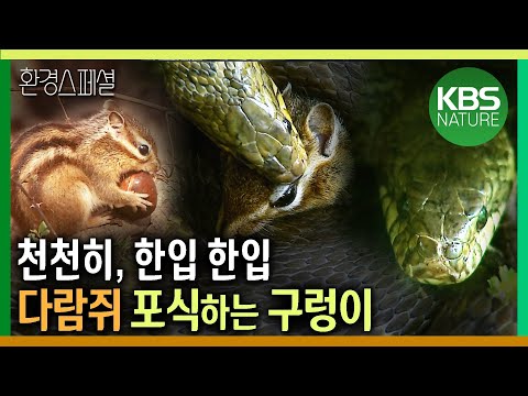 천천히, 한입 한입, 다람쥐 포식하는 구렁이 [환경스페셜-국립공원 생명의 씨앗이 되다] / KBS 20101006 방송