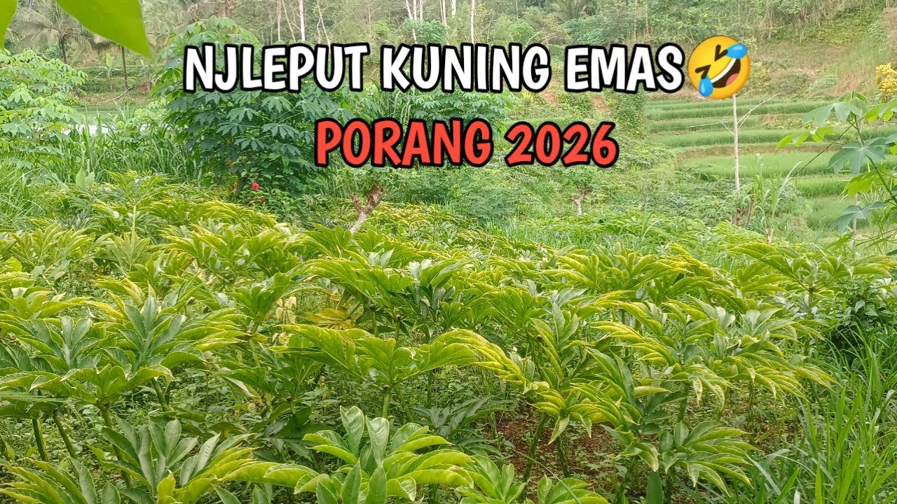 PORANG SUDAH KUNING! Kehidupan desa pegunungan