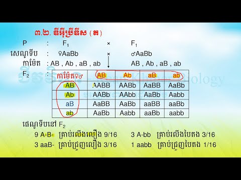 ជំពូកទី៣ មេរៀនទី១ ច្បាប់តំណពូជ ថ្នាក់ទី១១ -  Hereditary law - Rean Khmer Biology Grade 11