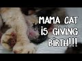 Mama cat is giving birth -  4 fat and healthy kittens!!!