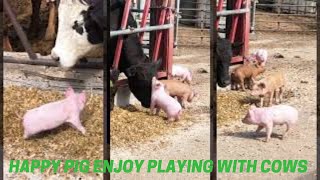 Happy Pig Enjoy Playing With Cows