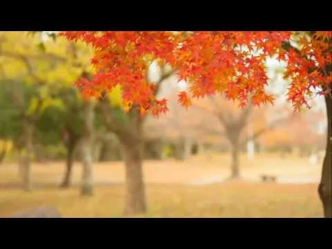 僕にまかせて下さい　/　ｃｏｖｅｒ